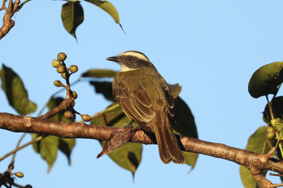 Social Flycatcher - ML641347677