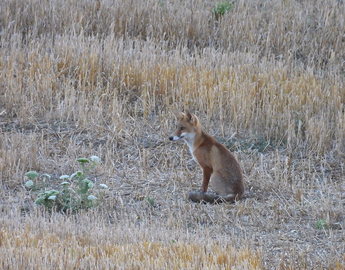 Animals - ML641347692