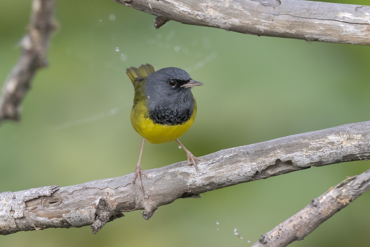 Mourning Warbler - ML641347714