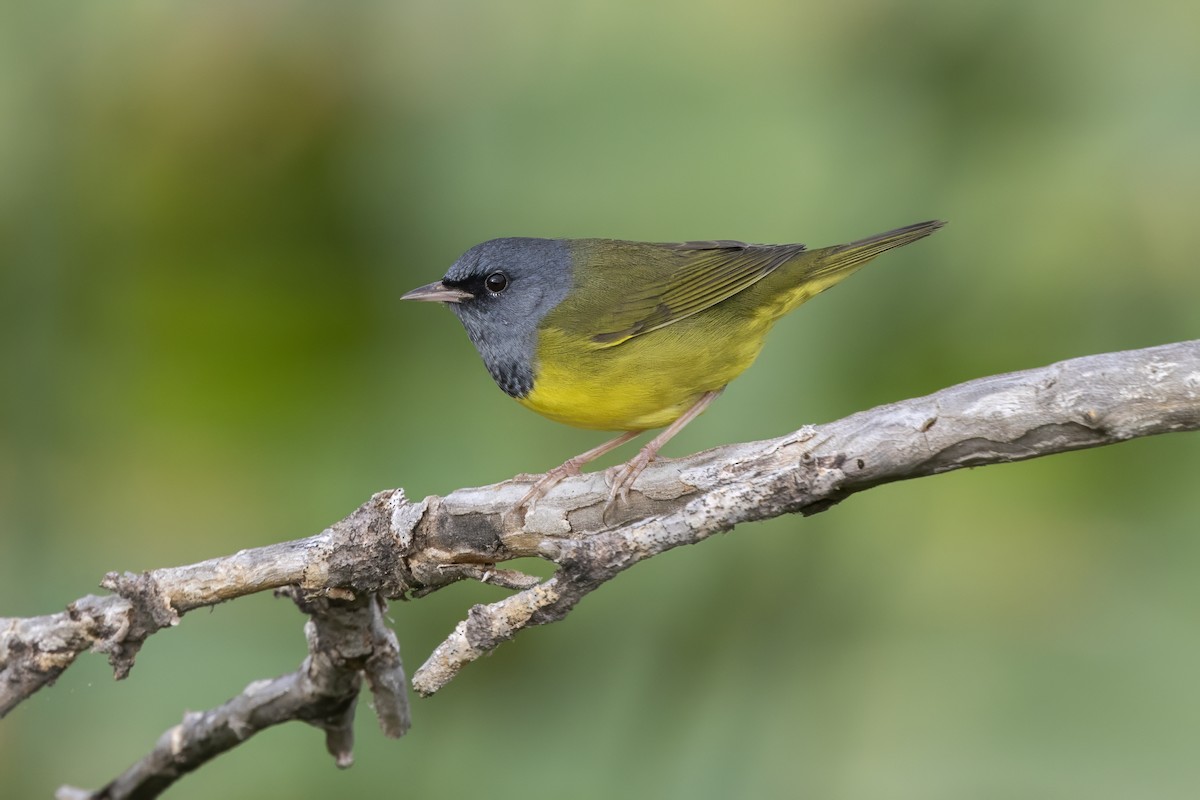 Mourning Warbler - ML641347715