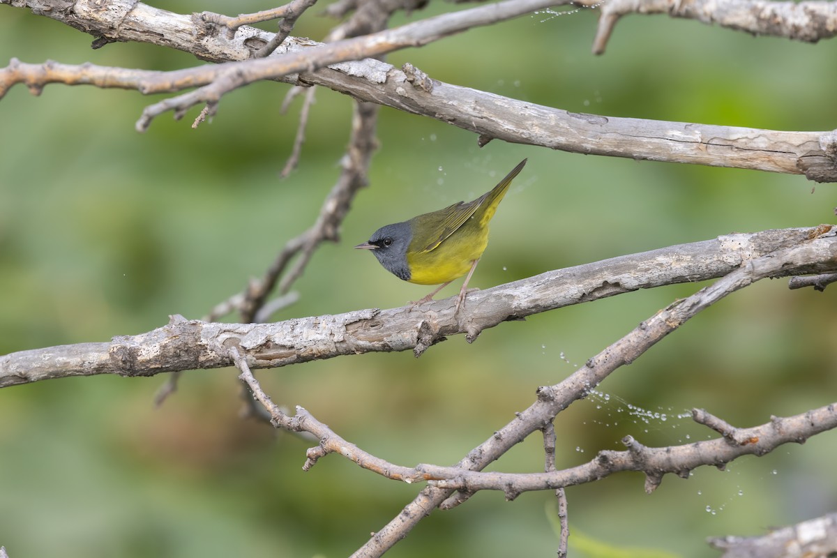 Mourning Warbler - ML641347718