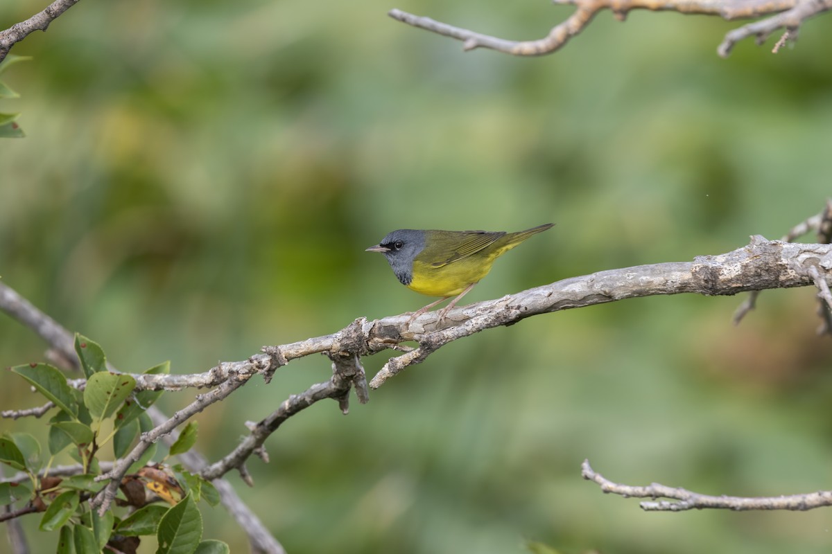 Mourning Warbler - ML641347719