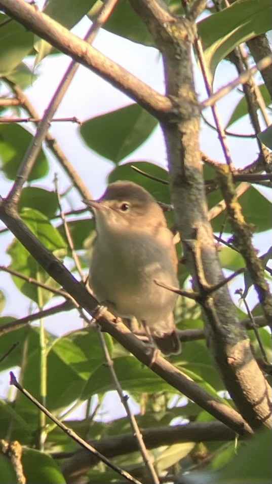 Blyth's Reed Warbler - ML641347722