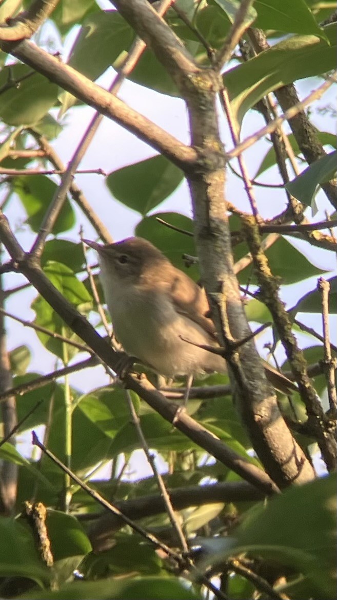 Blyth's Reed Warbler - ML641347723