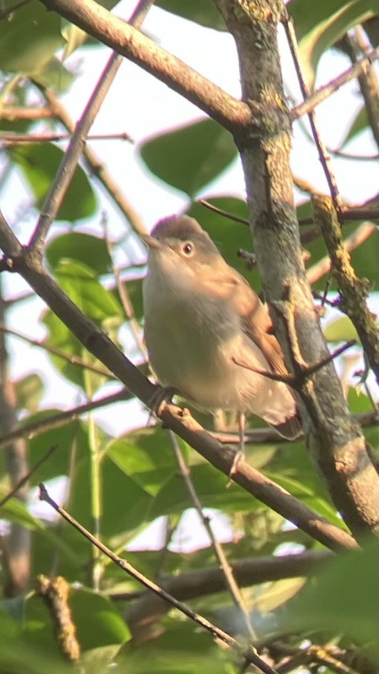 Blyth's Reed Warbler - ML641347724