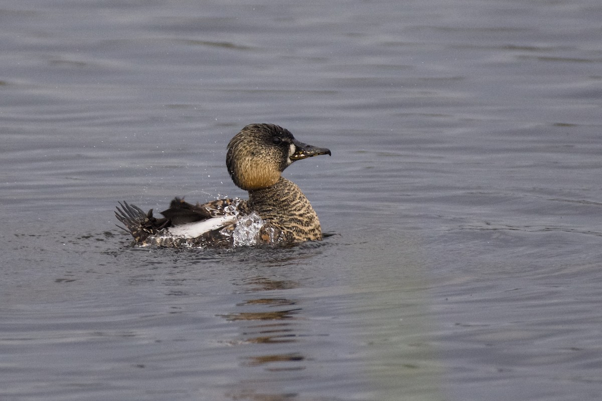 Pato Dorsiblanco - ML641347736