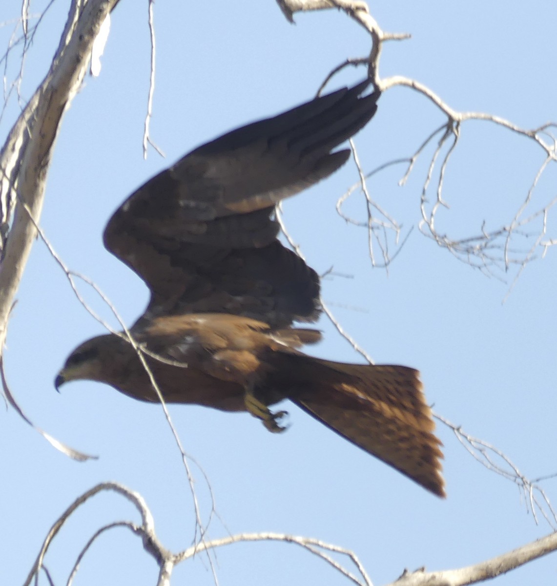 黑鳶(migrans群) - ML641347852