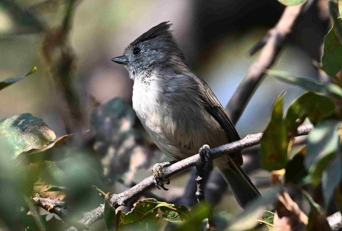 Oak Titmouse - ML641347855
