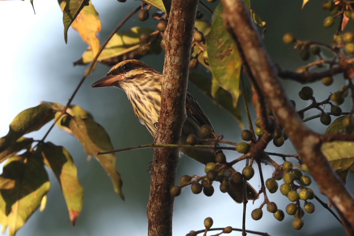 Streaked Flycatcher - ML641347866