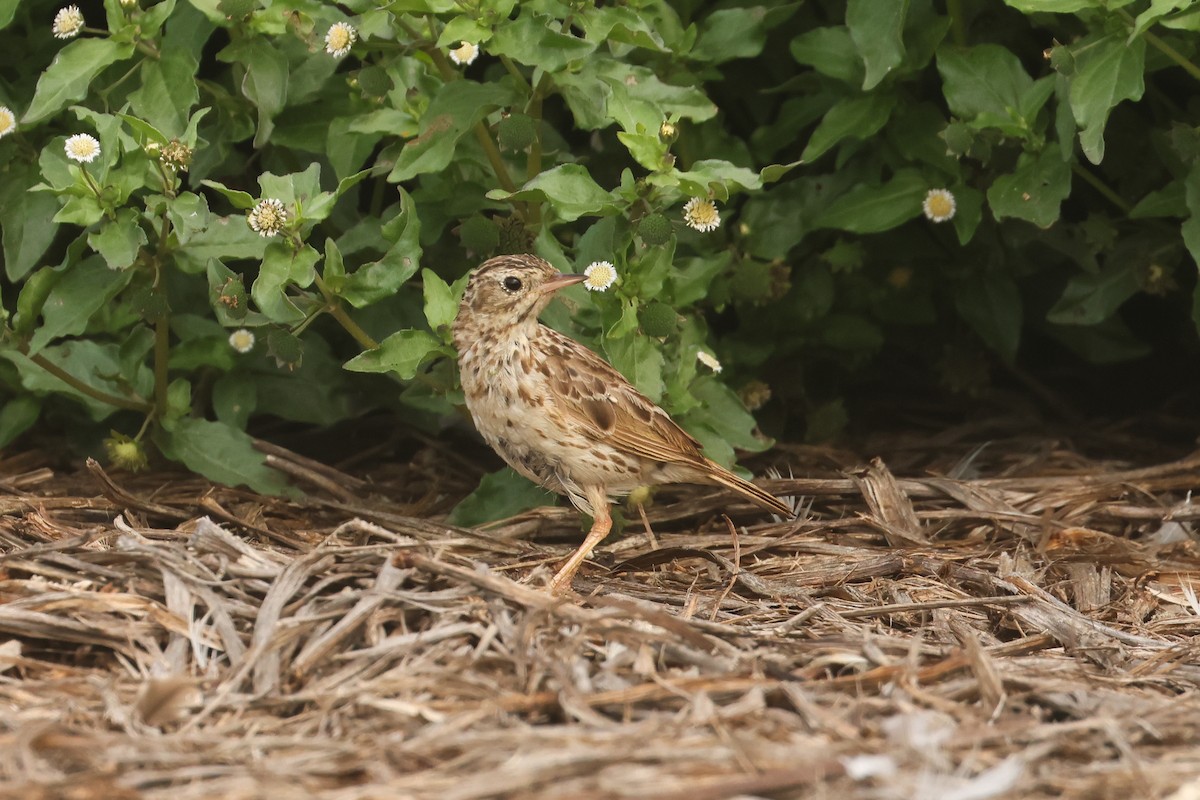 Peruvian Pipit - ML641347870