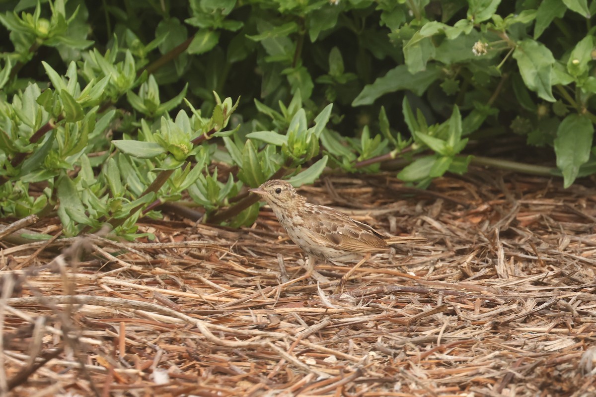 Peruvian Pipit - ML641347871