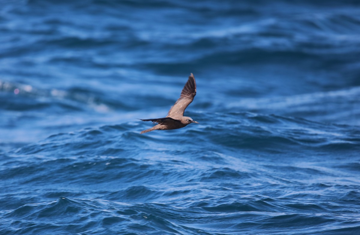 Brown Noddy - ML641347872