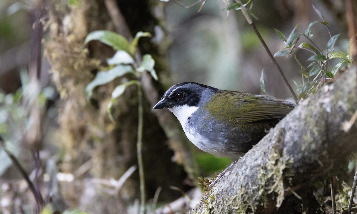 Gray-browed Brushfinch - ML641347891