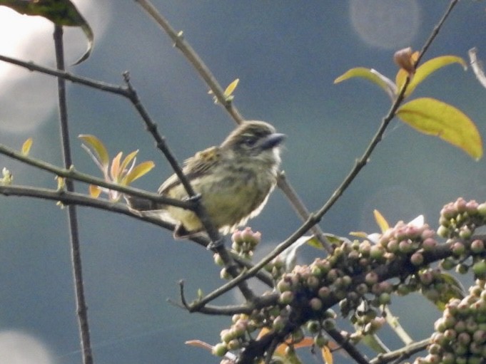 Speckled Tinkerbird - ML641347910