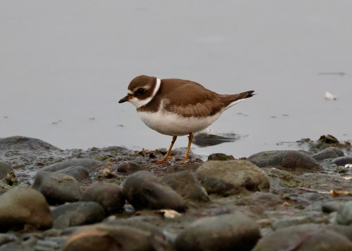 Semipalmated Plover - ML641347919