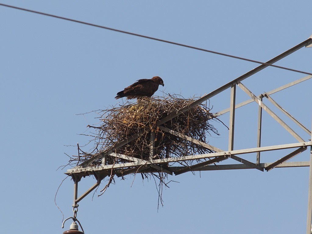 Tawny Eagle - ML641347939