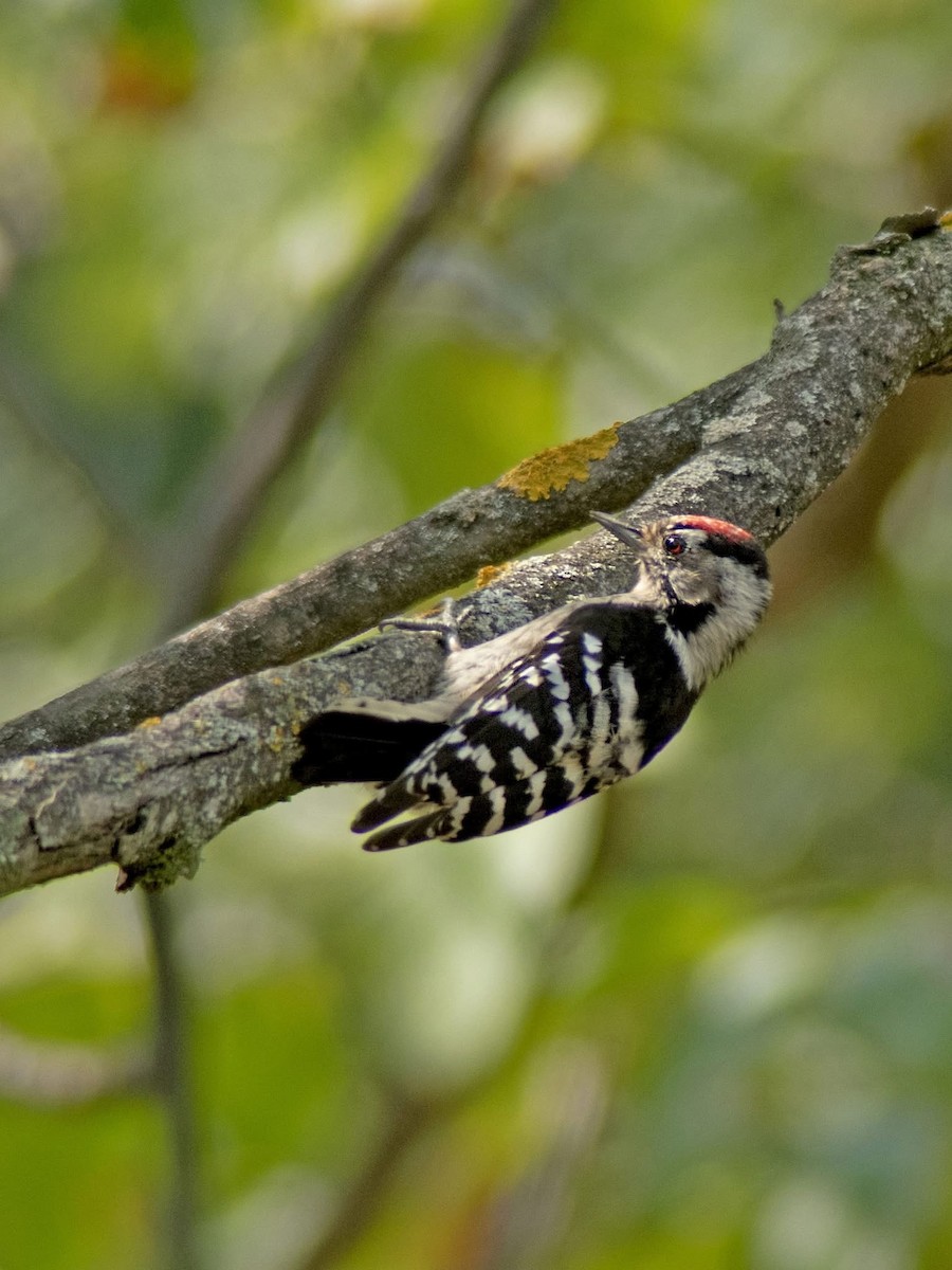 Lesser Spotted Woodpecker - ML641347943
