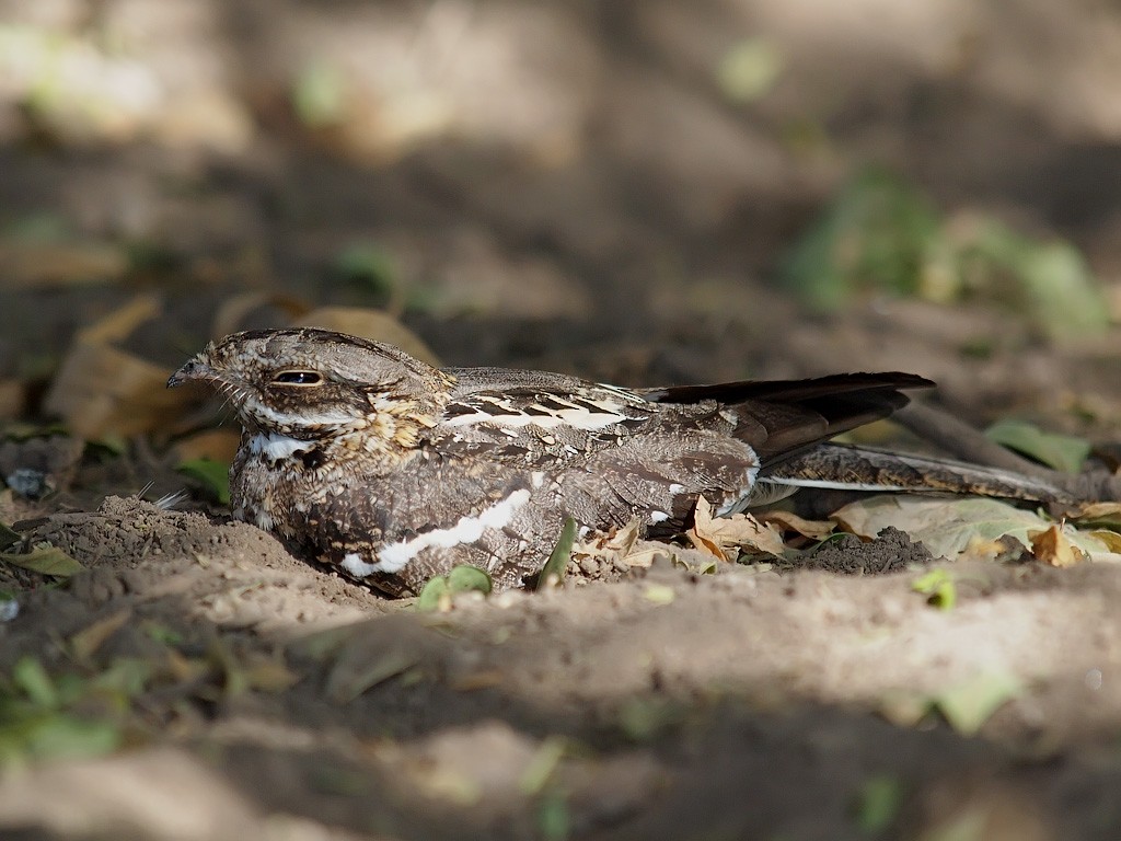 Slender-tailed Nightjar - ML641347955
