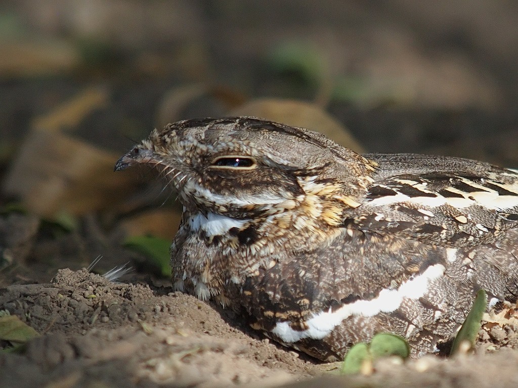 Slender-tailed Nightjar - ML641347956