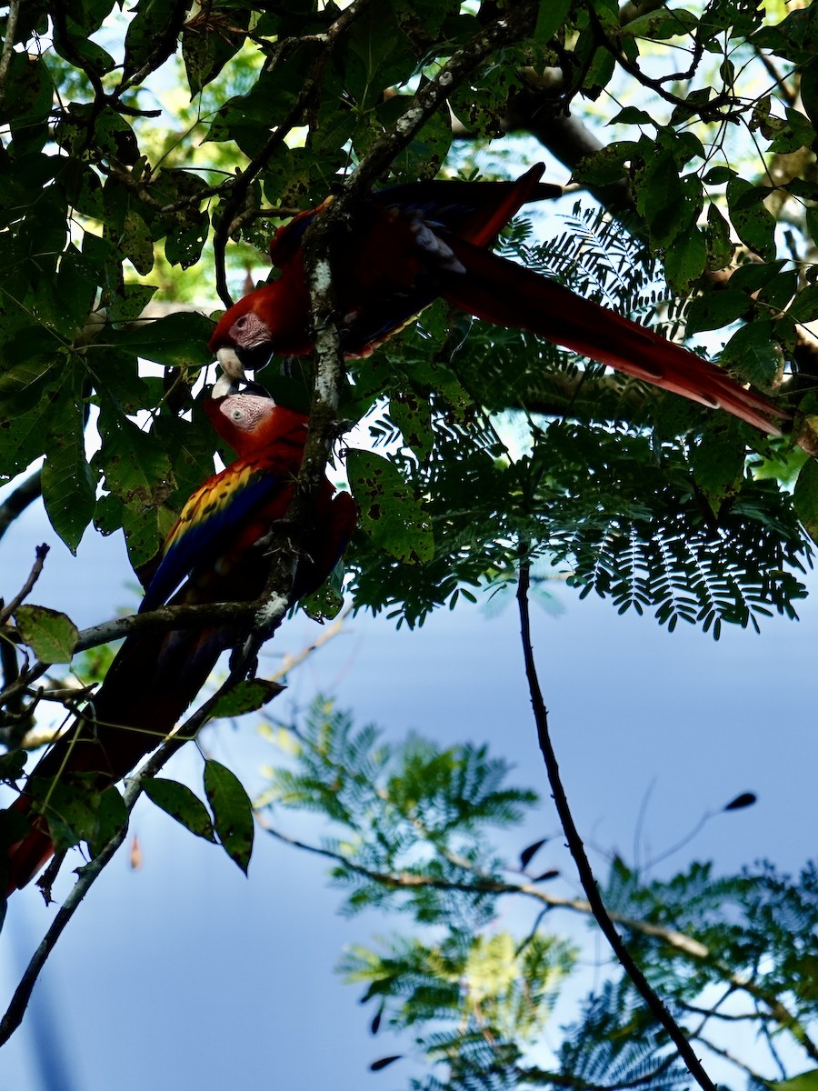 Scarlet Macaw - ML641347957