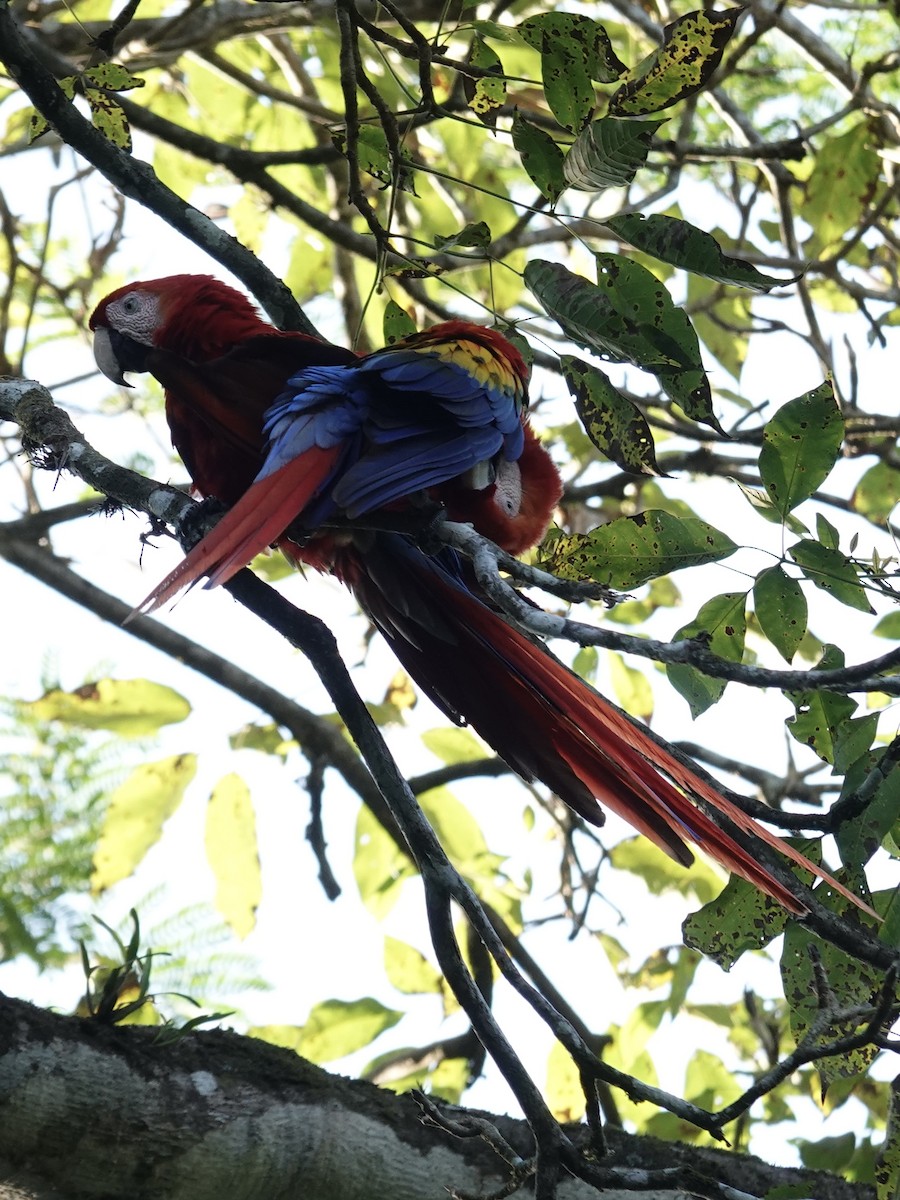 Scarlet Macaw - ML641347958