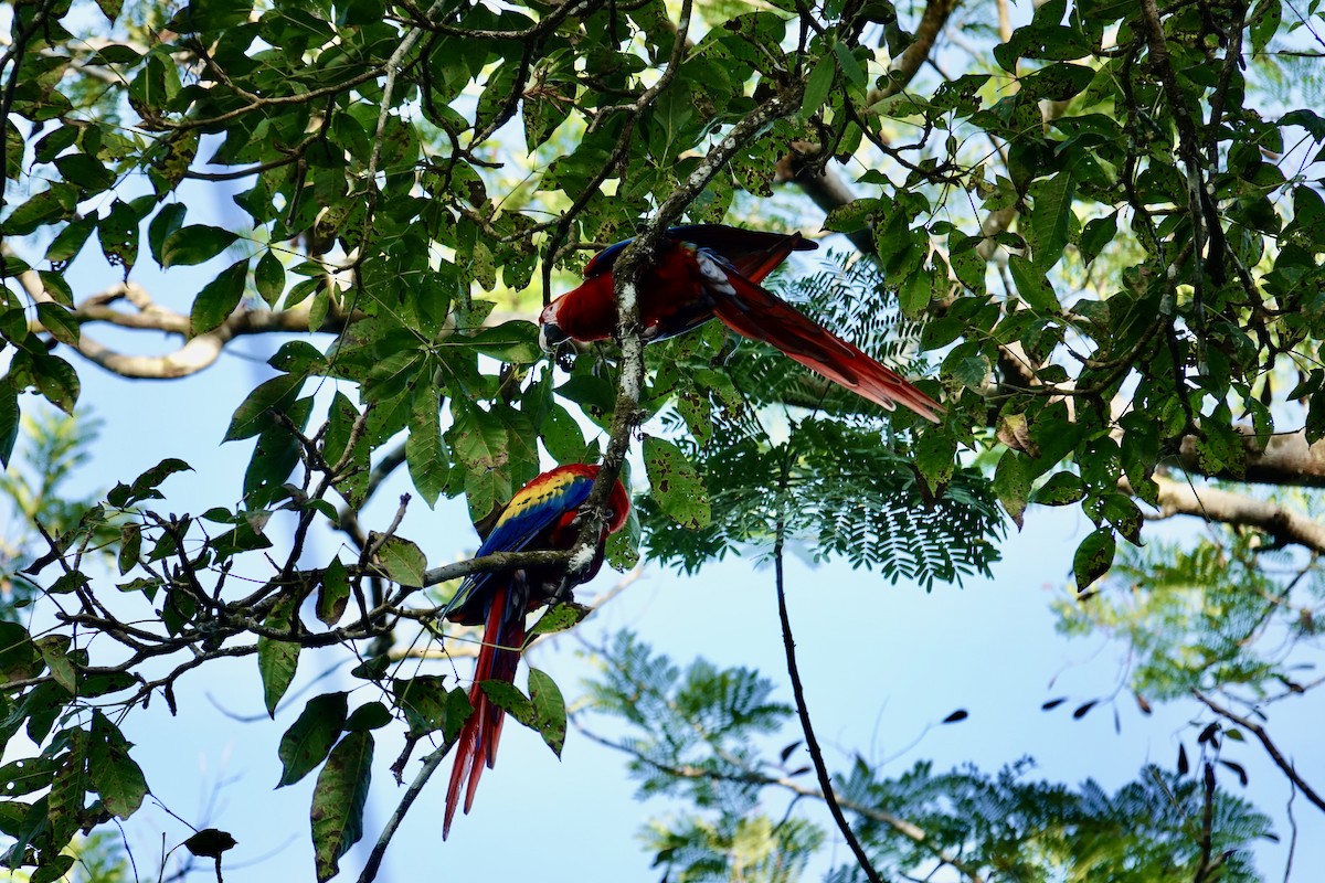 Scarlet Macaw - ML641347960