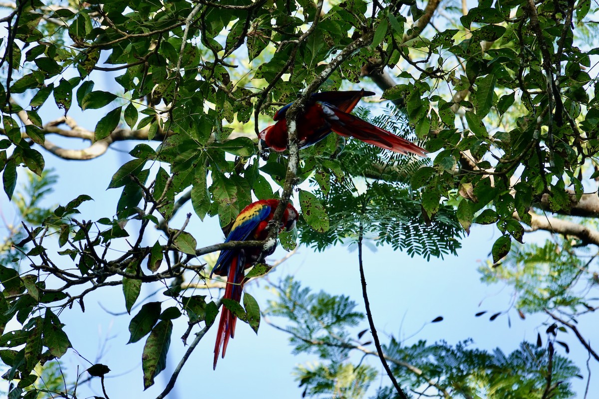 Scarlet Macaw - ML641347961
