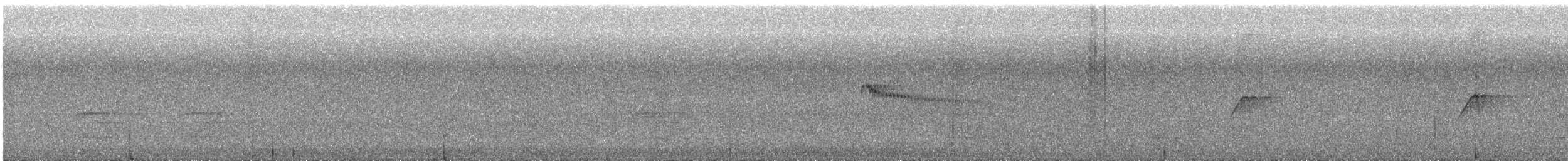 Plain Tyrannulet - ML641347970