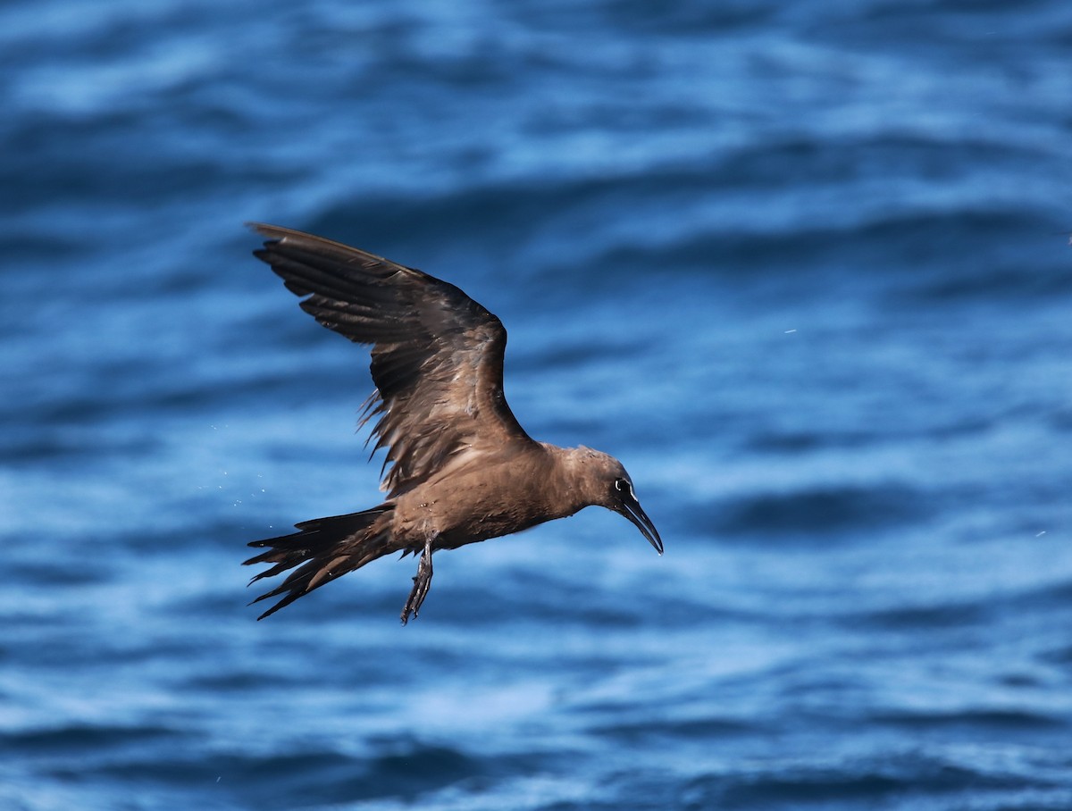 Brown Noddy - ML641347990