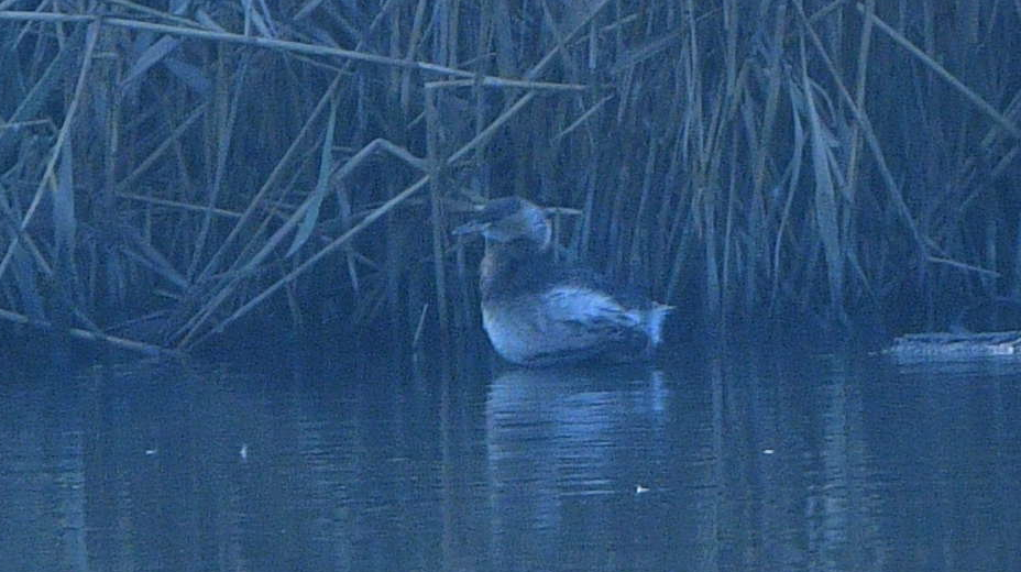 Horned Grebe - ML641348036