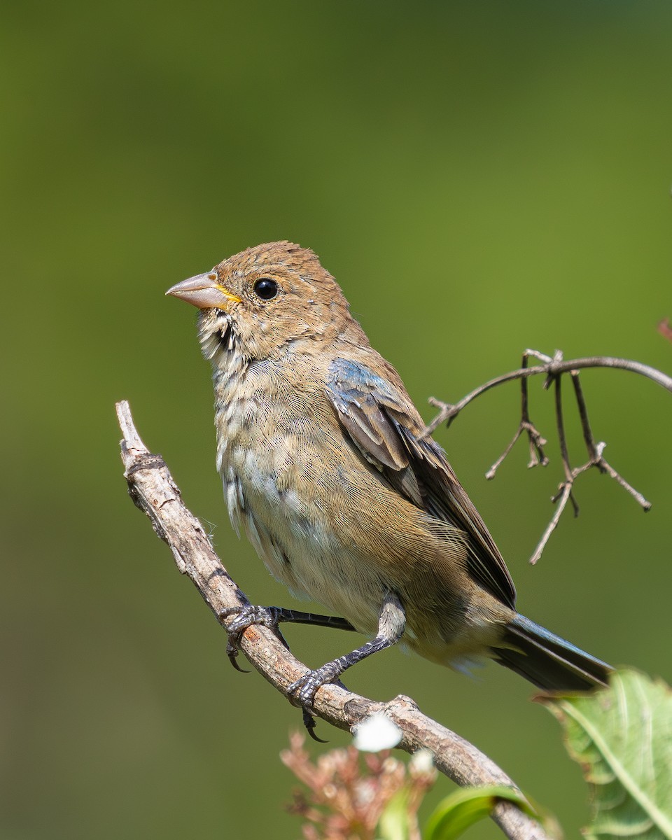 ルリノジコ - ML641348037