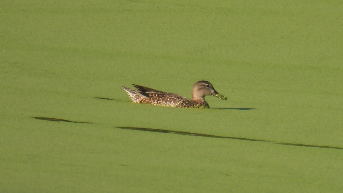 Blue-winged Teal - ML641348038