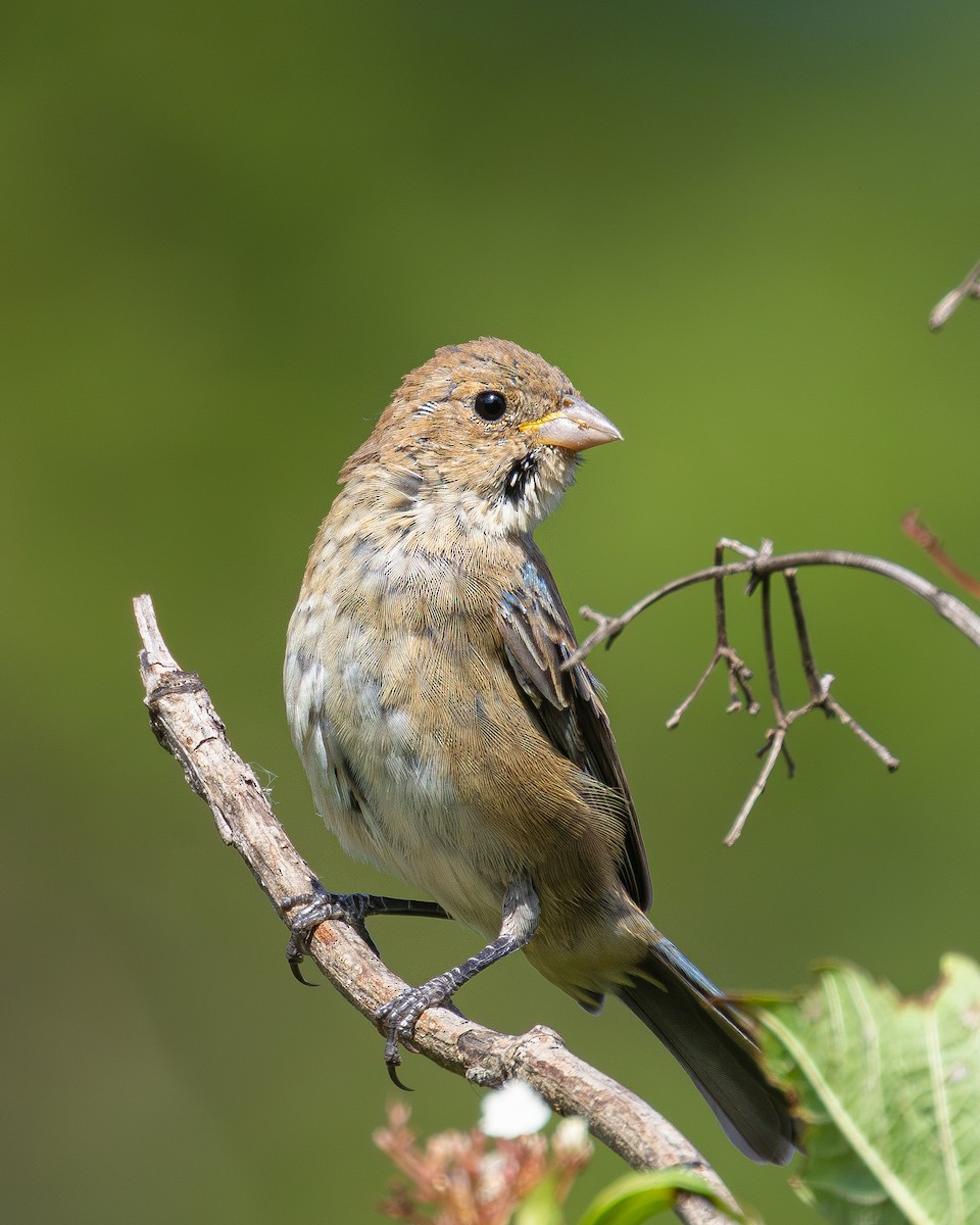 ルリノジコ - ML641348045