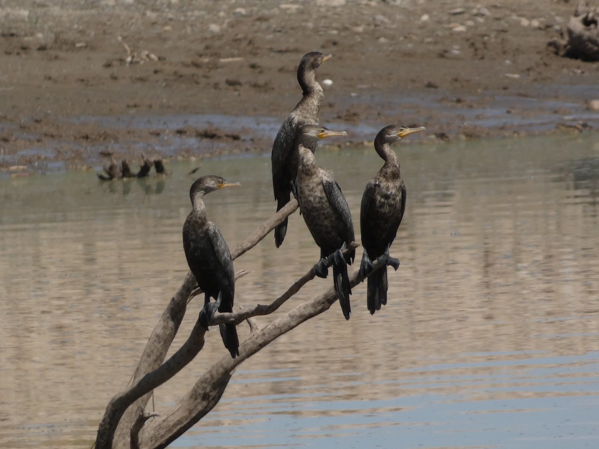 Neotropic Cormorant - ML641348047