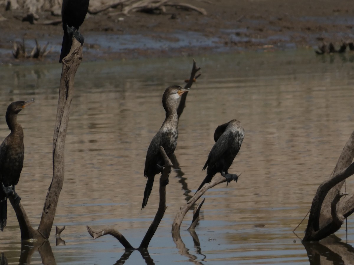 Neotropic Cormorant - ML641348048