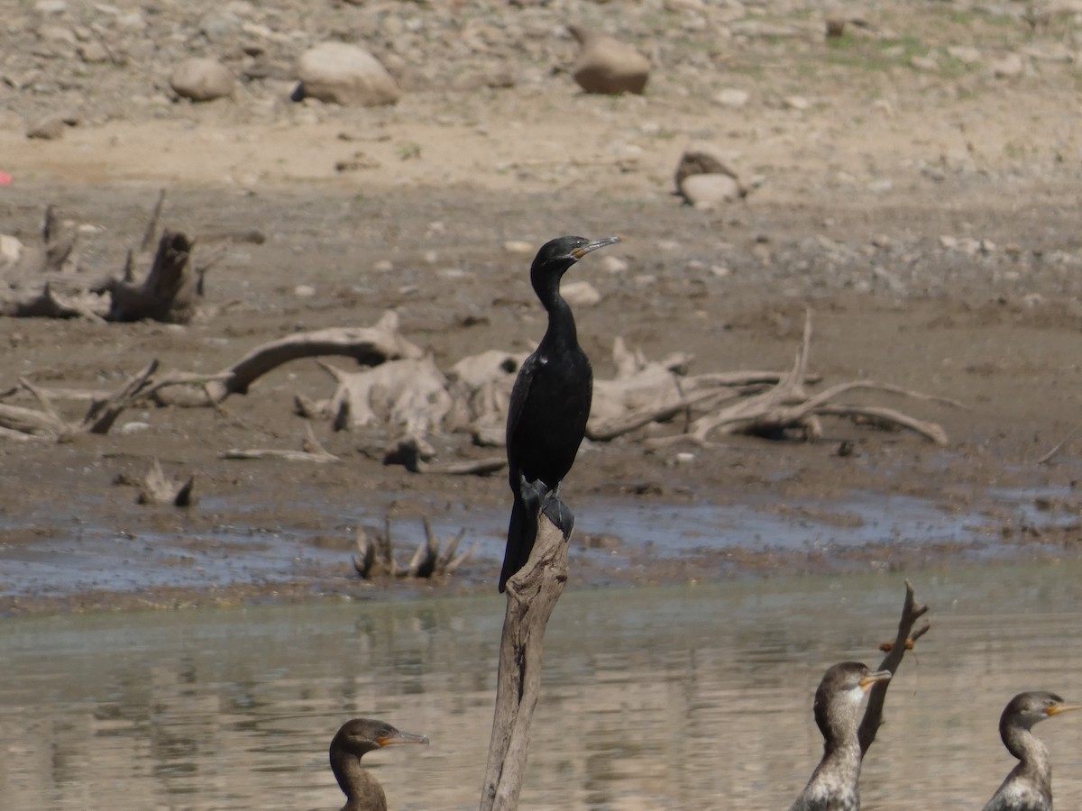 Neotropic Cormorant - ML641348049