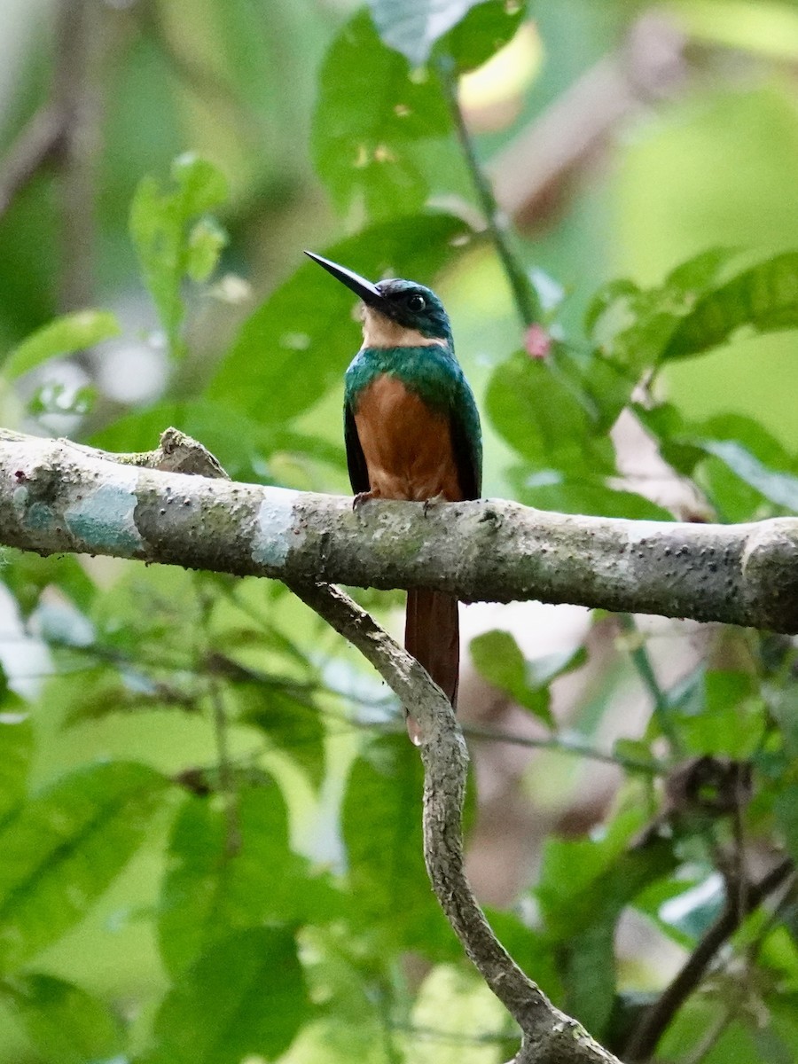Rufous-tailed Jacamar - ML641348062