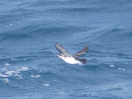 Common Diving-Petrel - ML641348074