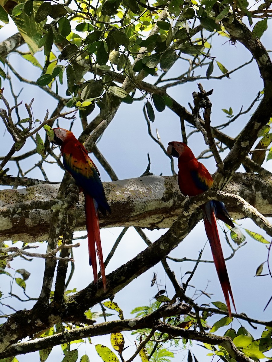 Scarlet Macaw - ML641348077