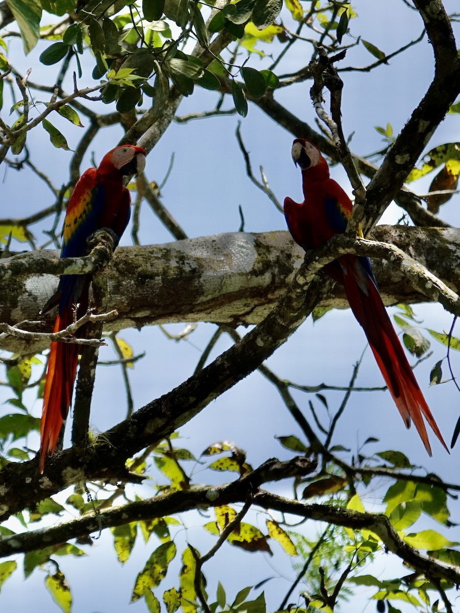 Scarlet Macaw - ML641348078