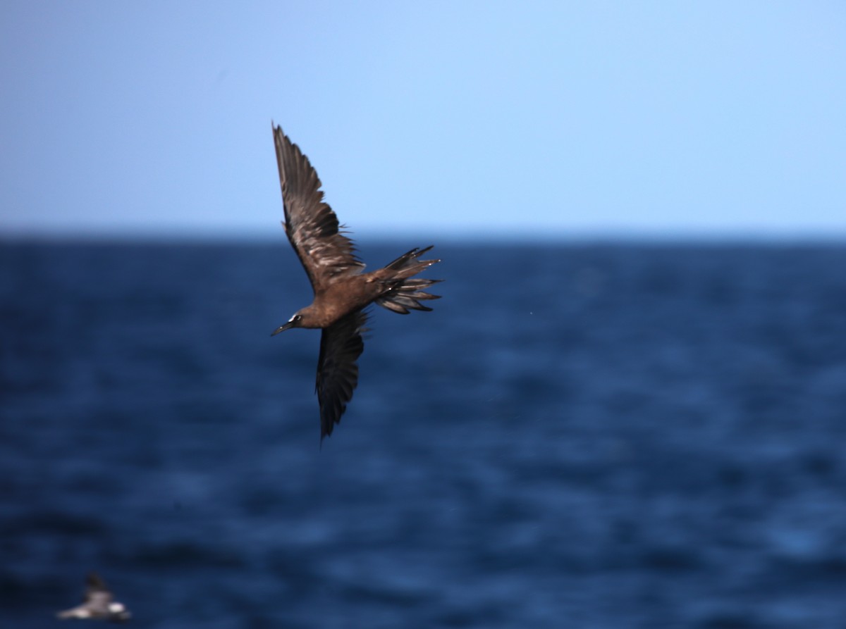 Brown Noddy - ML641348082