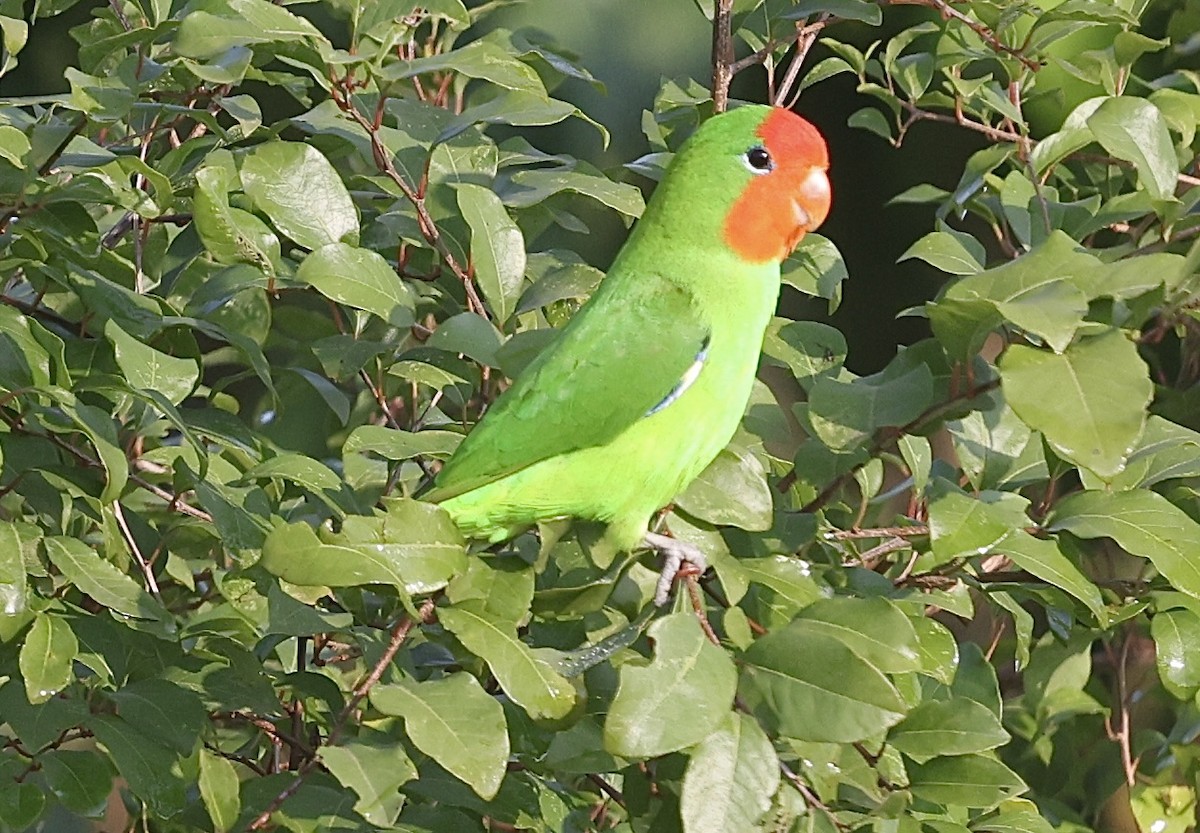 Red-headed Lovebird - ML641348089