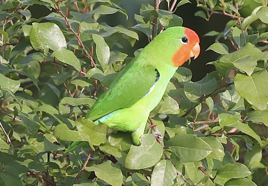 Red-headed Lovebird - ML641348090