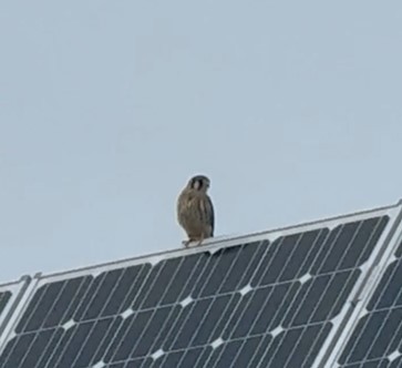 American Kestrel - ML641348146