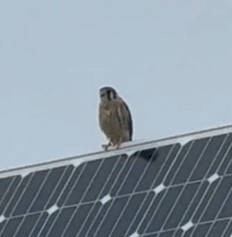 American Kestrel - ML641348147