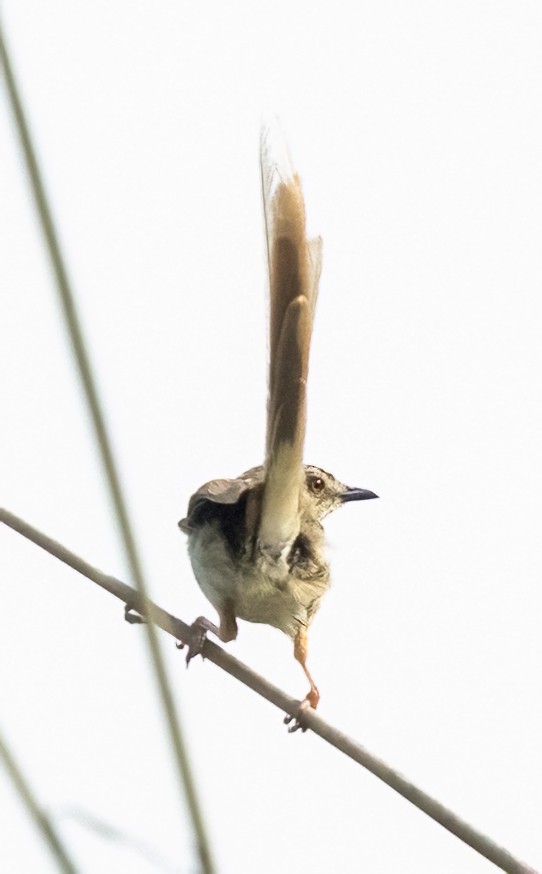 Striped Prinia - ML641348158