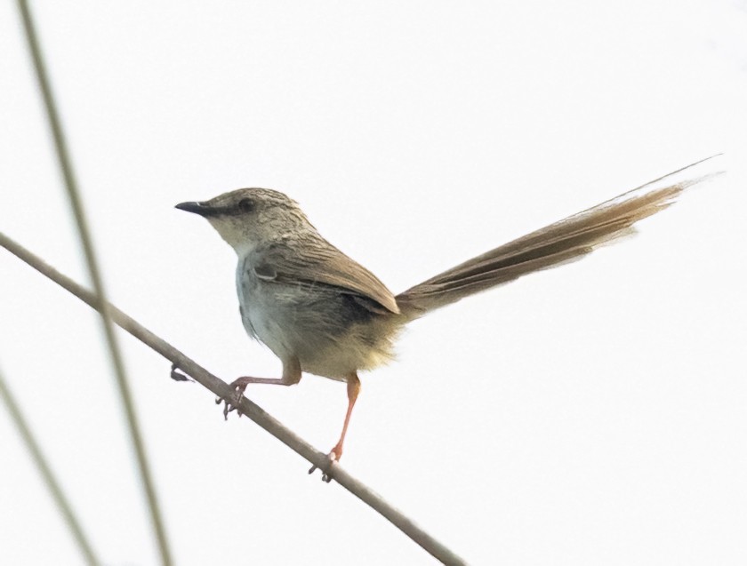 Striped Prinia - ML641348159