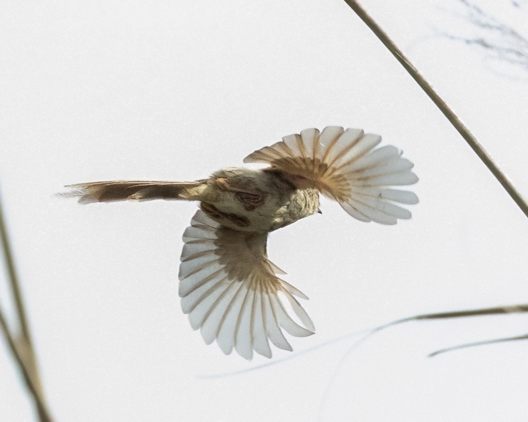 Striped Prinia - ML641348160