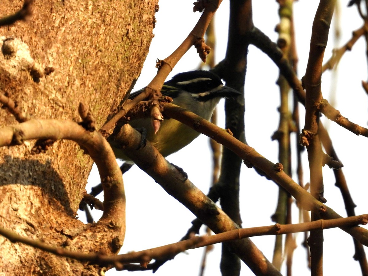 Yellow-rumped Tinkerbird - ML641348162