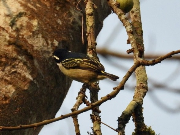 Yellow-rumped Tinkerbird - ML641348163